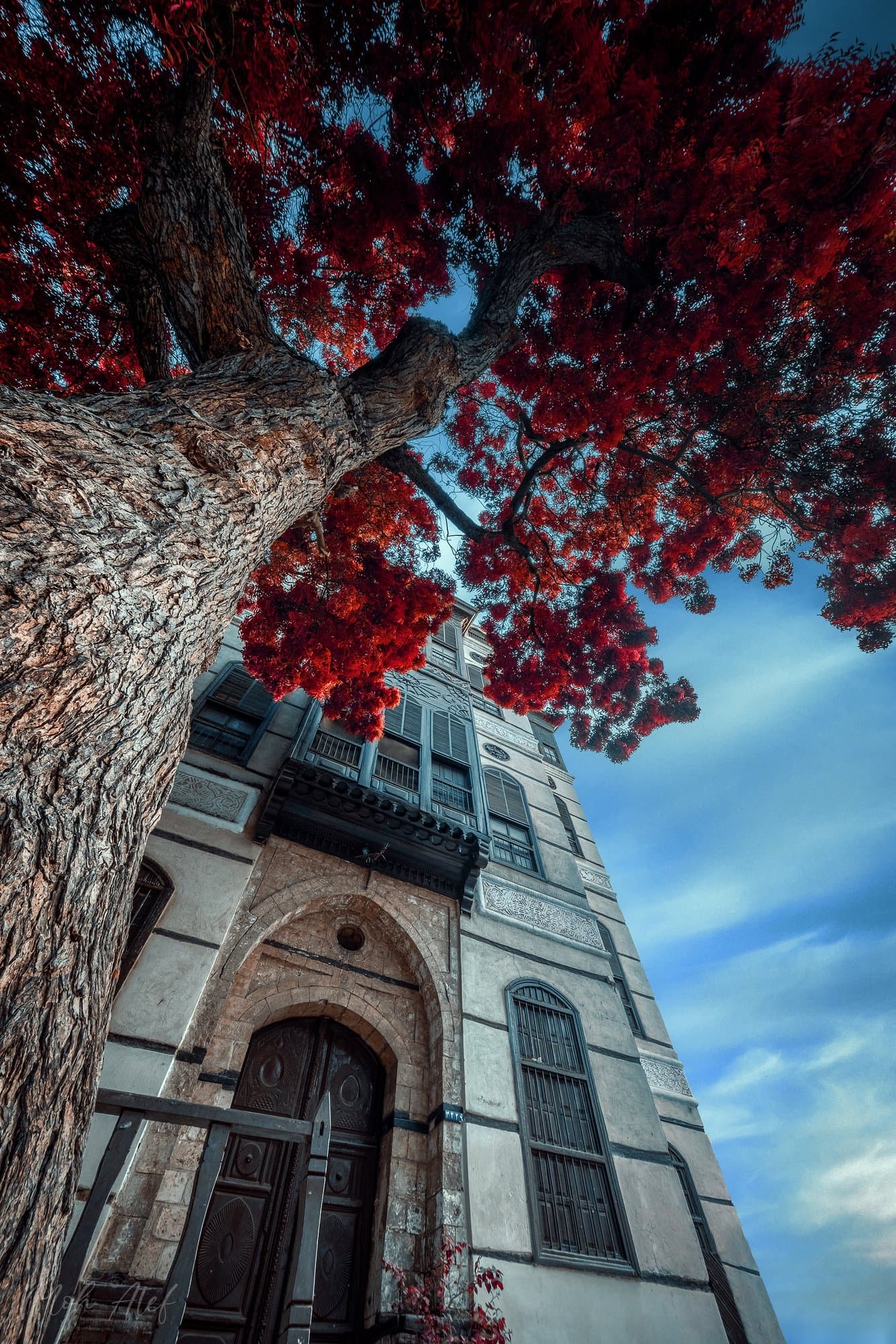 Infrared-style photograph of a historic building with a large tree in Jeddah, Saudi Arabia